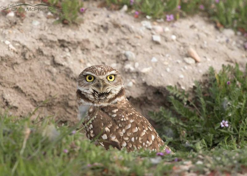 Burrowing Owls Live Underground