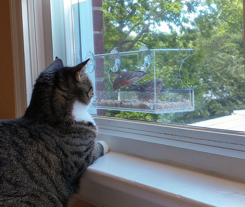 Install Bird Feeders Outside Windows