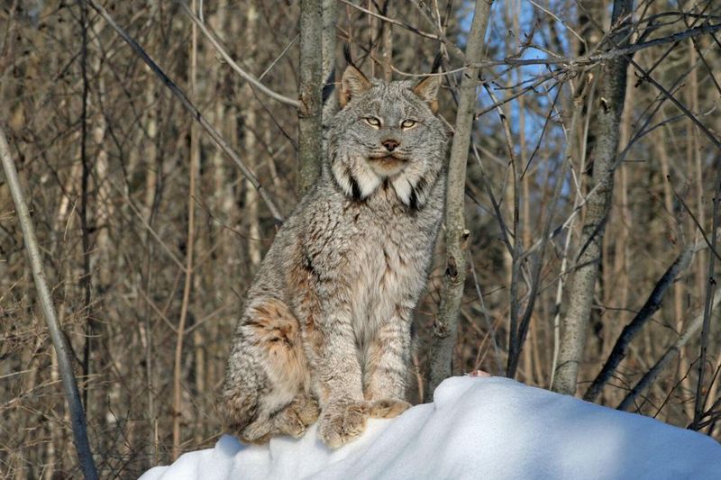 Endangered Status Highlights Conservation Urgency