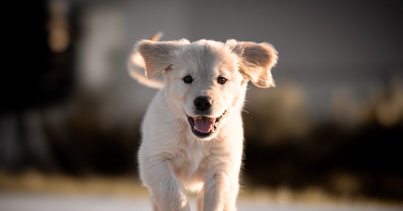 Excited Greeting When You Return Home