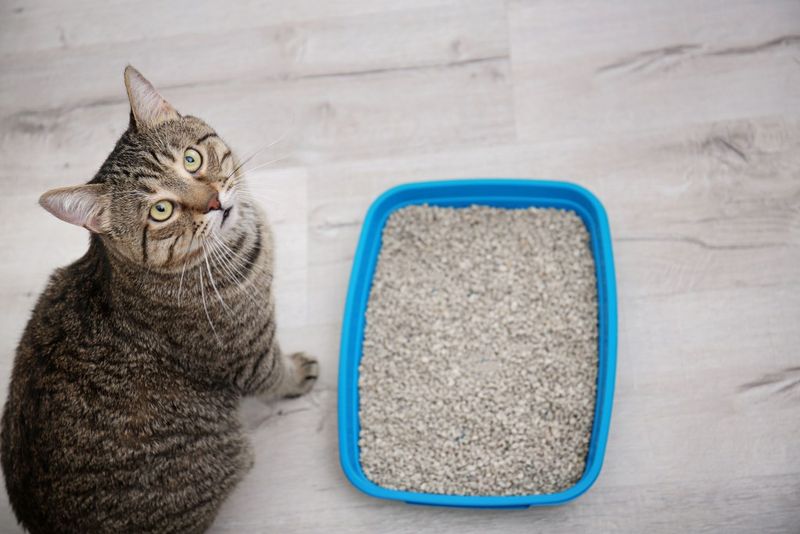 Litter Box Accidents Happen