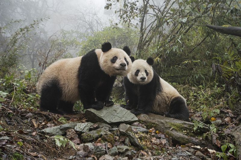 Wolong National Nature Reserve – Sichuan, China