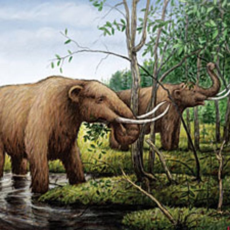 Carbon Storage Was Altered