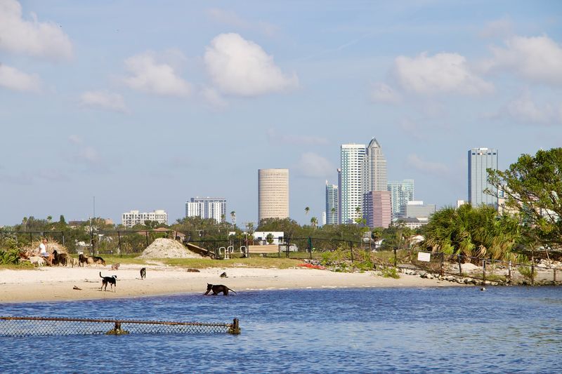 Davis Islands Dog Beach's Urban Escape