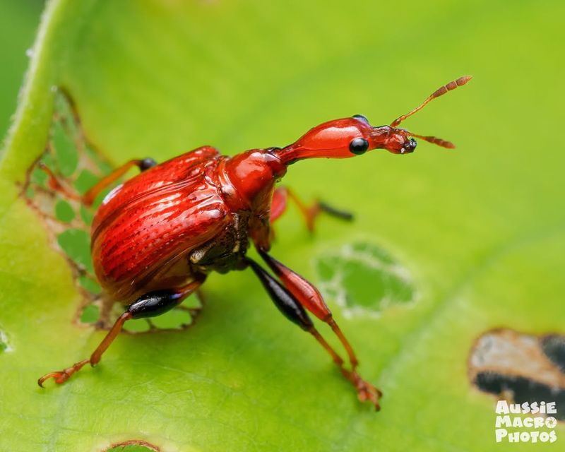 Giraffe Weevil