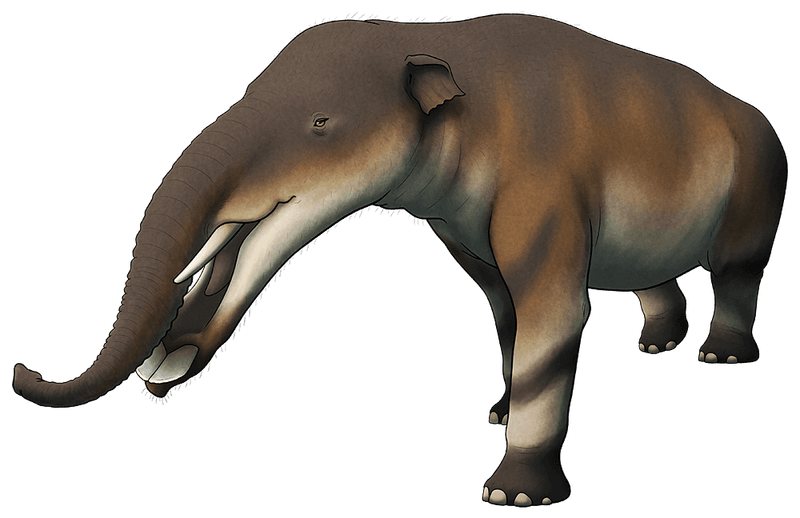 How Tusked Ancestors Adapted To Their Environment