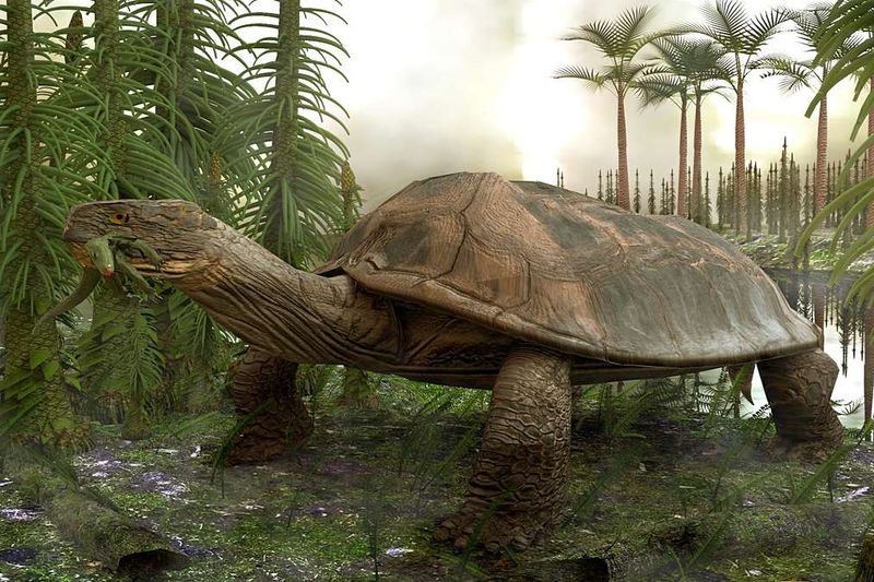 Find Expands Knowledge Of Turtle Evolution