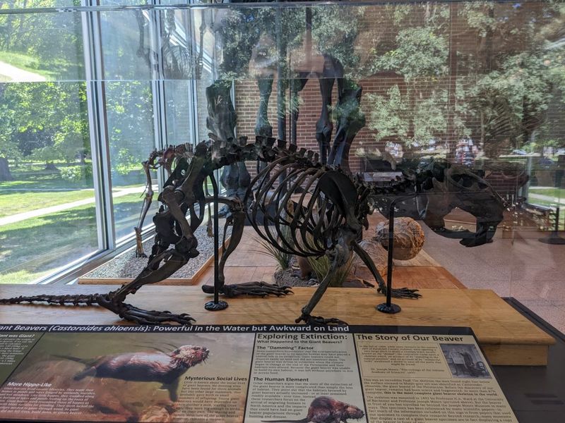Today, These Fossils Provide Insight Into North America's Megafauna