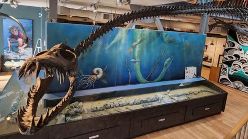 New Elasmosaur Species Named From British Columbia Fossils