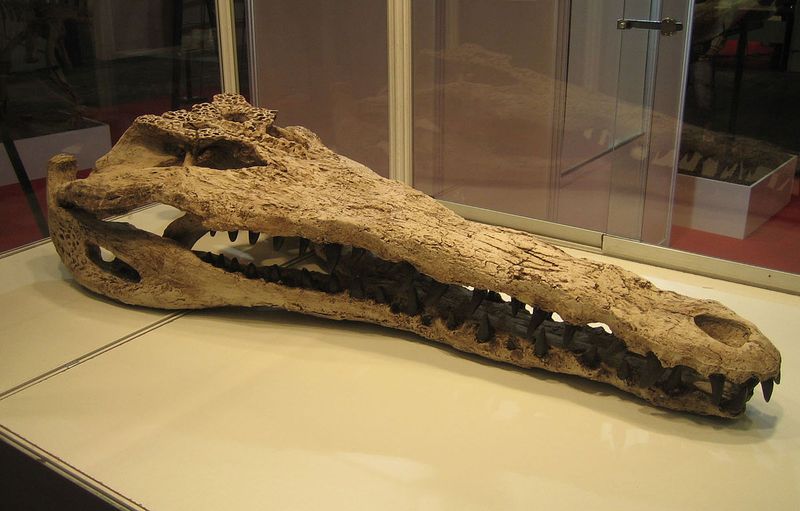 Florida's Prehistoric Rivers Teemed With Crocodile-Like Beasts
