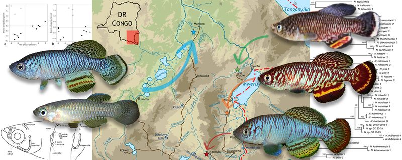 Migrates To Breed In Flooded Shallow Wetlands