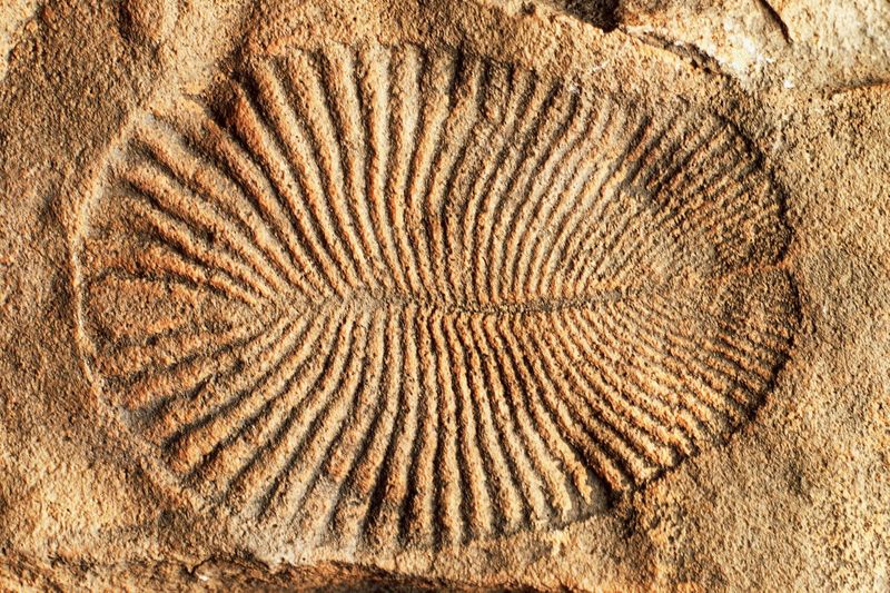 Scientists Unsure If Biological Or Geological