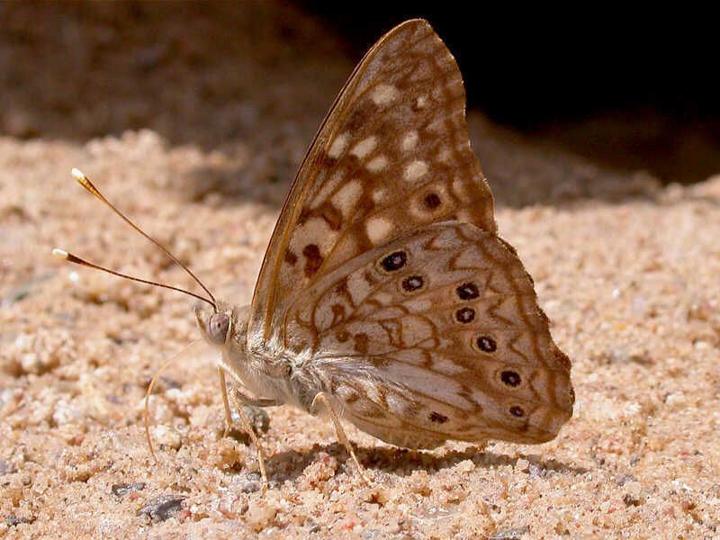 Common In Southern And Central U.S.