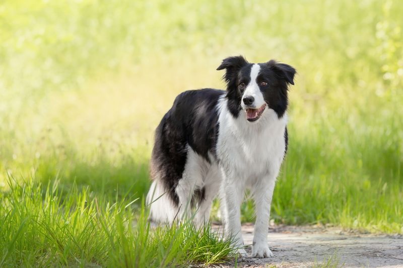 Border Collies: Adventure Partners Extraordinaire