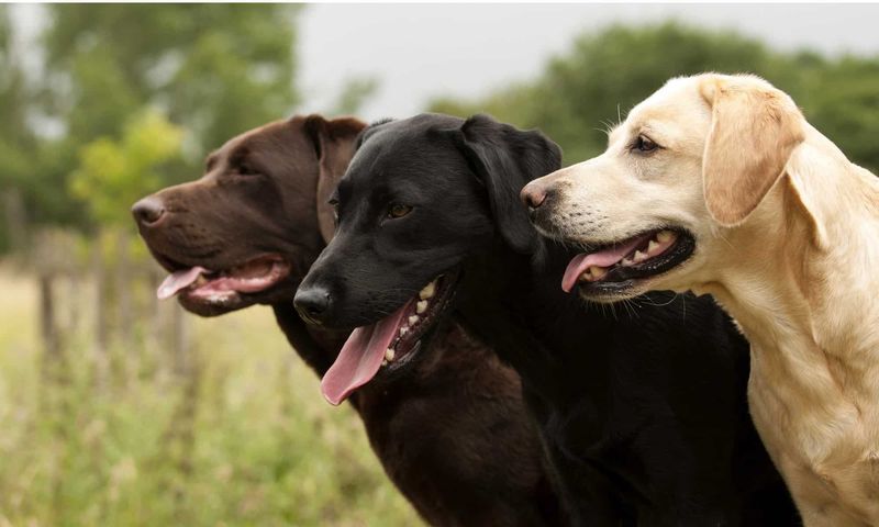 Labrador Retrievers