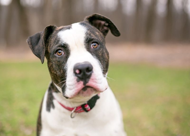 American Bulldog
