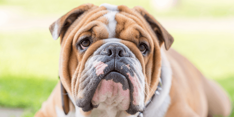 English Bulldog