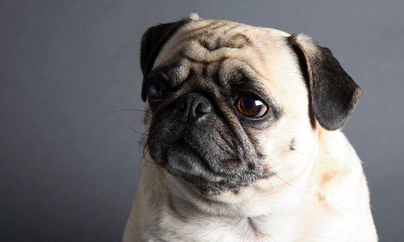 Pugs – A Lifetime Of Respiratory Distress
