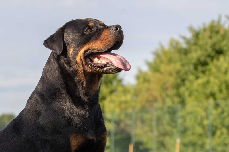Rottweilers – Powerful Protectors With Fragile Hearts