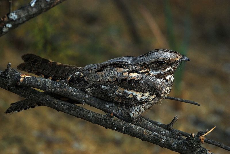 Nocturnal Adaptation