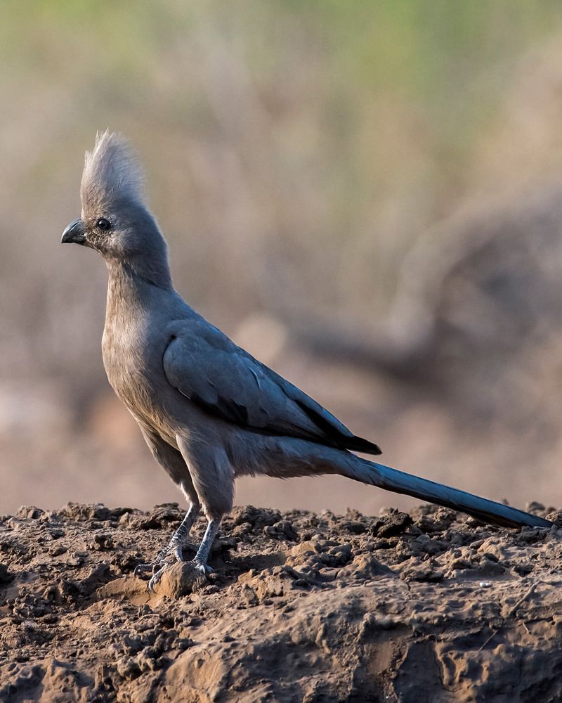 Grey Go-Away Bird