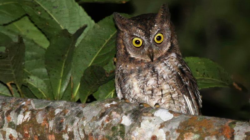 Rinjani Scops Owl