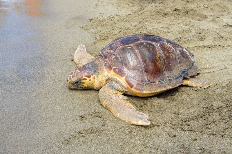 After Years Behind Glass, Jorge Took His First Ocean Swim In Rough Waters