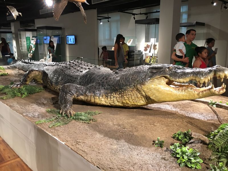Built To Last: How Their Biology Makes Crocodiles Almost Indestructible