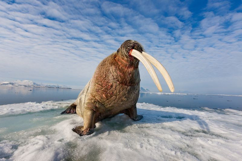 The Connection Between Mammal Ancestors And Modern Tusks