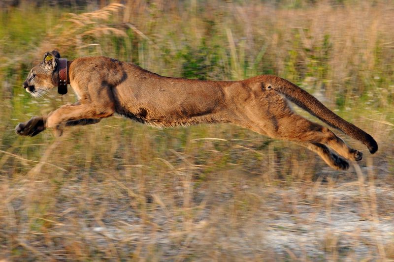 Tracking The Elusive: How Researchers Monitor Florida Panthers