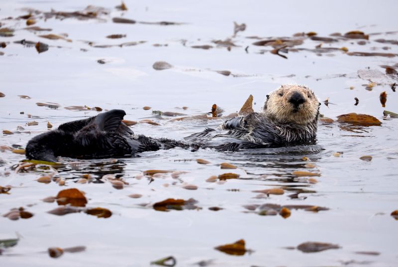 Marine Protected Areas