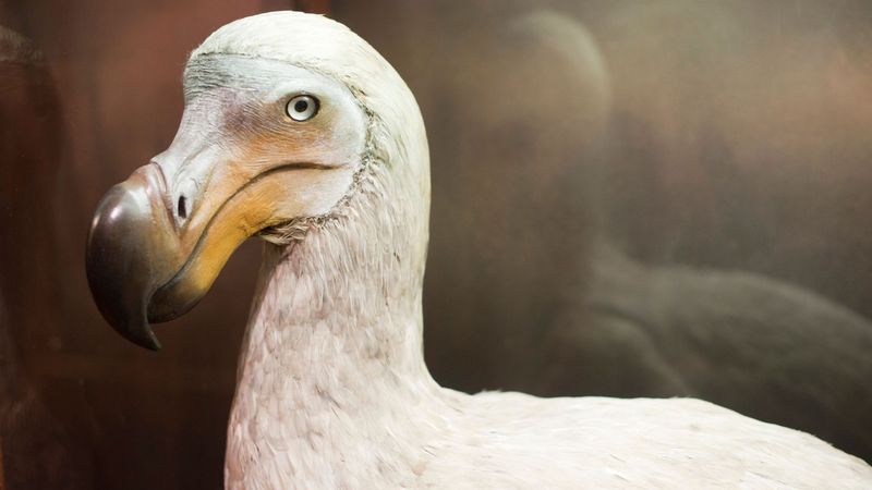 Dodo Birds Prepare For A Comeback