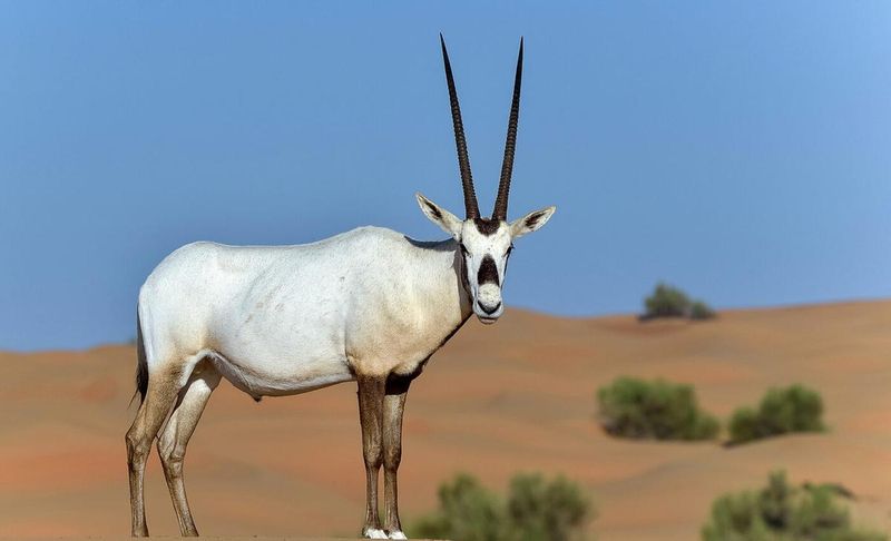Arabian Oryx