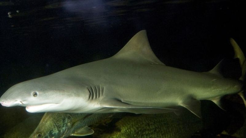 Speartooth Shark: Northern Australia's Hidden Hunter