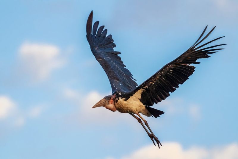 Record-Breaking Wingspan