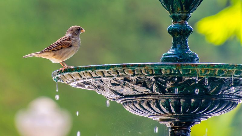 Better Visibility For Birdwatching