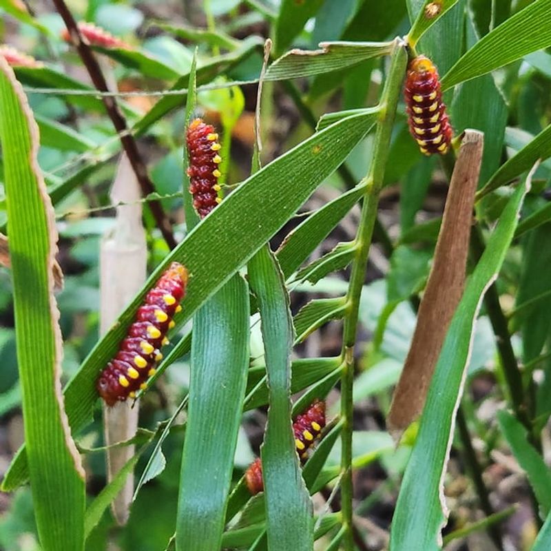 The Coontie Plant Made A Big Comeback Too