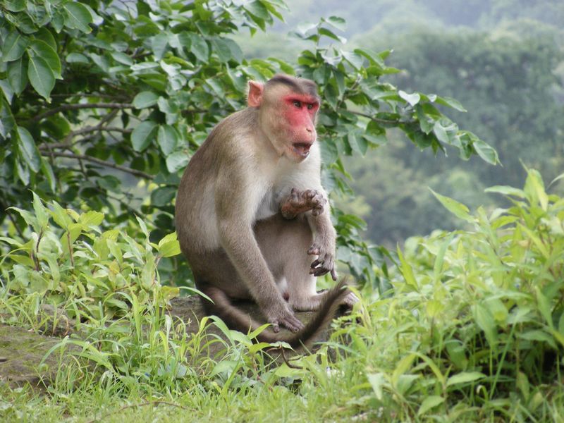 Bonnet Macaque: The Surprise Genius