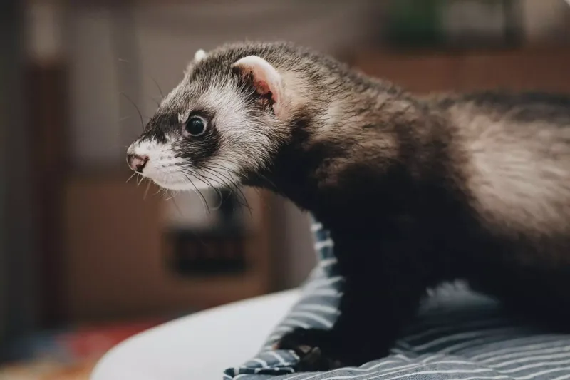 Existing Ferret's Happiness Must Remain Priority