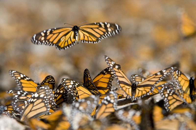 How Monarchs Navigate Their Migration