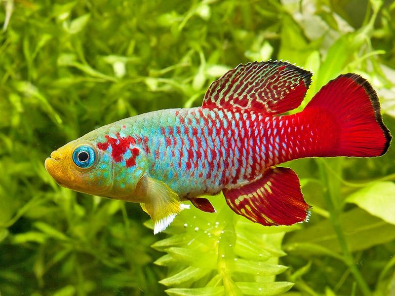 Named For Its Dazzling Display