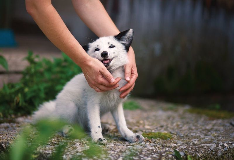 Impact Of Domestication On Dog Traits