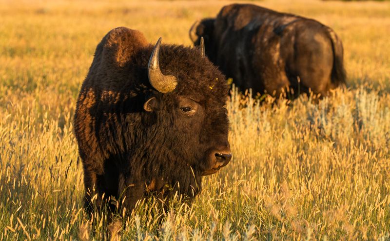 Native American Preservation Efforts