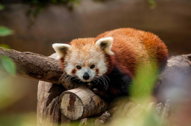 Breeding Programs Maintain Genetic Lifelines