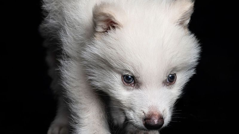Reintroduced Wolves Are Now Twice Their Fossil Size