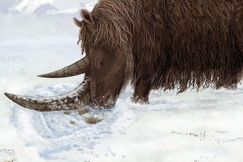 How This Discovery Offers Insight Into The Ice Age Environment
