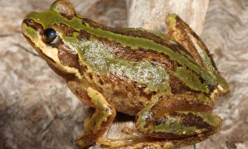 The Ecological Implications Of Hybrid Species