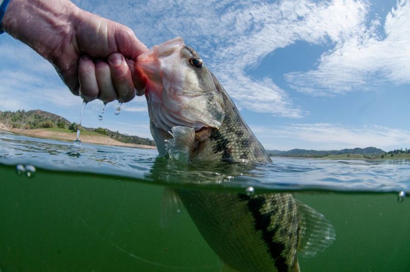Longer Growing Seasons = Larger Fish