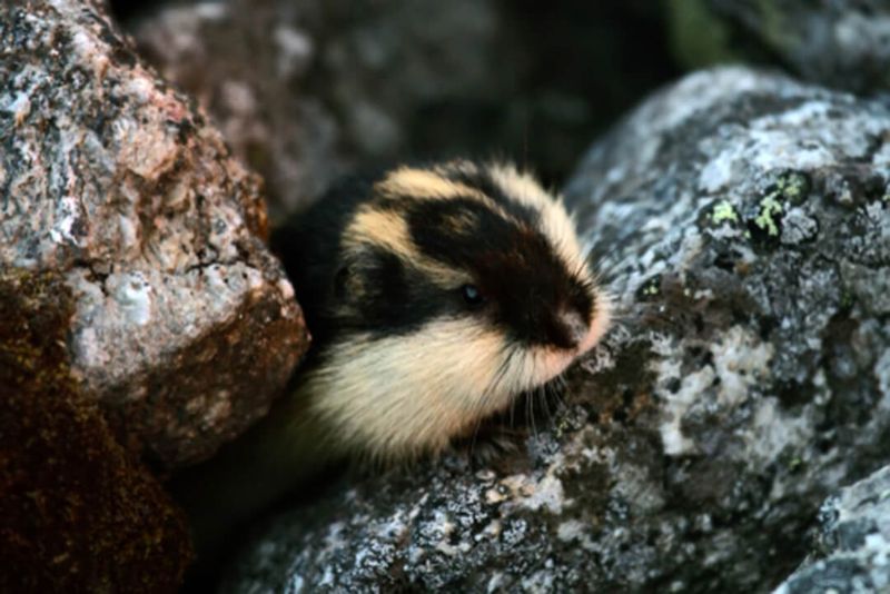 Distinct Evolutionary Lineage Confirmed