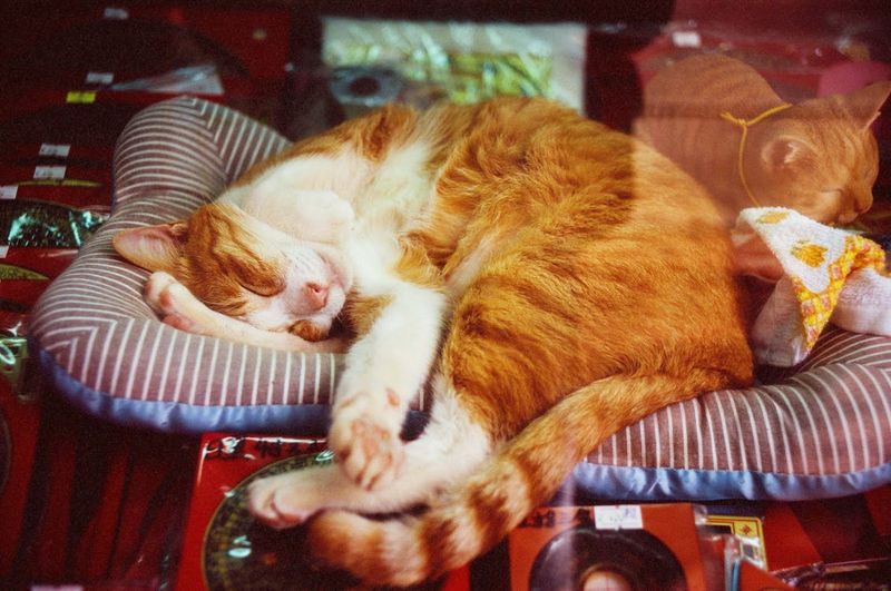Cozy Napping Spots